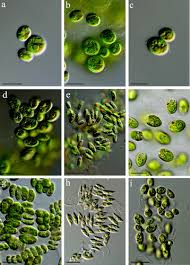 Attēlu rezultāti vaicājumam “Chlorophyta”