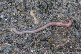 Attēlu rezultāti vaicājumam “Lumbricidae”