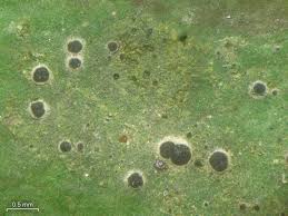 Attēlu rezultāti vaicājumam “Fellhanera subtilis”