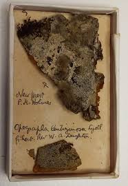 Attēlu rezultāti vaicājumam “Phaeographis dendritica”