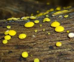 Attēlu rezultāti vaicājumam “Badhamia utricularis spores”