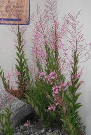 Image result for Epilobium angustifolium
