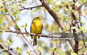 Attēlu rezultāti vaicājumam “Emberiza citrinella male”