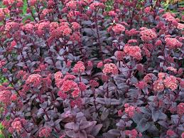 Attēlu rezultāti vaicājumam “Hylotelephium telephium bud”