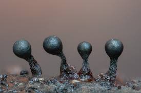 Attēlu rezultāti vaicājumam “Physarum gravidum macro”