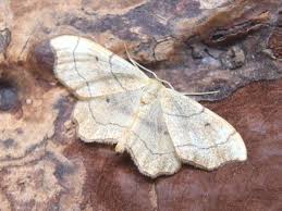 Attēlu rezultāti vaicājumam “Idaea emarginata”