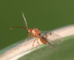 Attēlu rezultāti vaicājumam “Biorhiza pallida”