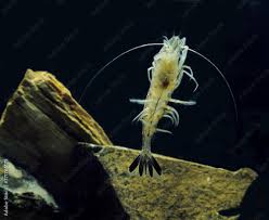 Attēlu rezultāti vaicājumam “Crangon crangon”