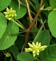 Attēlu rezultāti vaicājumam “Lycogala asperum”