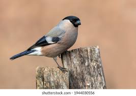 Attēlu rezultāti vaicājumam “Pyrrhula pyrrhula female”