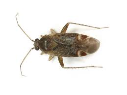 Attēlu rezultāti vaicājumam “Psallus sp.”