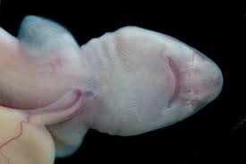 Image result for Poroderma pantherinum