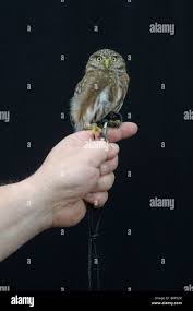 Attēlu rezultāti vaicājumam “Glaucidium passerinum”