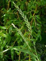 Attēlu rezultāti vaicājumam “Lolium perenne”