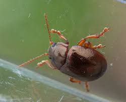 Attēlu rezultāti vaicājumam “Chrysolina staphylaea”