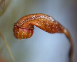 Attēlu rezultāti vaicājumam “Dicranella heteromalla”