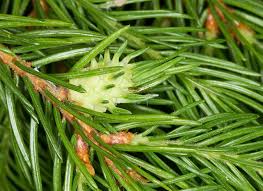 Attēlu rezultāti vaicājumam “Adelges laricis”