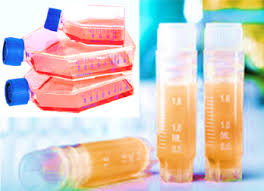 Attēlu rezultāti vaicājumam “Bryum funkii cells”