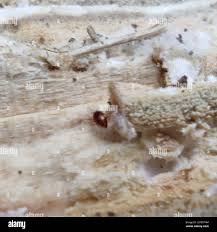 Attēlu rezultāti vaicājumam “Scaphisoma sp.”