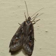 Attēlu rezultāti vaicājumam “Semioscopis oculella”