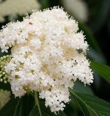 Attēlu rezultāti vaicājumam “Sambucus racemosa flower”