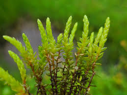 Attēlu rezultāti vaicājumam “Bryum schleicheri”