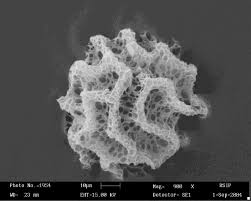 Attēlu rezultāti vaicājumam “Fossombronia wondraczekii sporophyte”