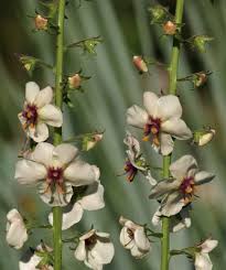 Attēlu rezultāti vaicājumam “Verbascum blattaria leaf”