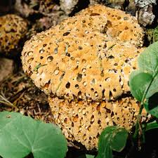 Attēlu rezultāti vaicājumam “Hydnellum ferrugineum”