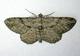 Attēlu rezultāti vaicājumam “Hypomecis roboraria”