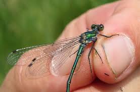 Attēlu rezultāti vaicājumam “Lestes dryas male”