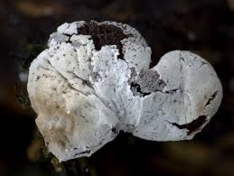 Attēlu rezultāti vaicājumam “Diderma chondrioderma”