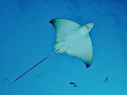 Image result for Aetomylaeus bovinus