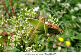Attēlu rezultāti vaicājumam “Tettigonia cantans”