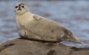 Image result for Pusa hispida