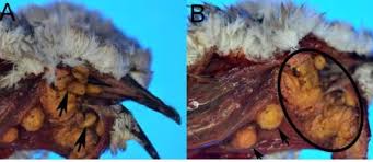 Attēlu rezultāti vaicājumam “Streptopelia decaocto adult”