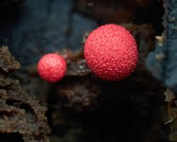 Attēlu rezultāti vaicājumam “Lycogala miserum”