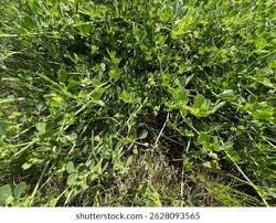 Attēlu rezultāti vaicājumam “Medicago”