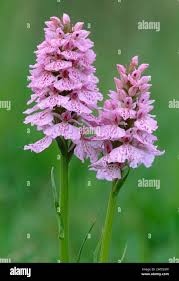Attēlu rezultāti vaicājumam “Dactylorhiza maculata flower”