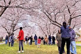 Image result for "cherry blossom" washington