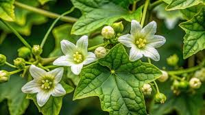 Attēlu rezultāti vaicājumam “Bryonia alba”