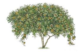 Attēlu rezultāti vaicājumam “Mespilus germanica”