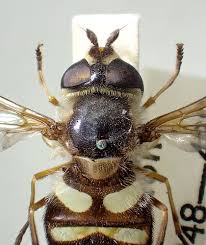 Attēlu rezultāti vaicājumam “Didea alneti”