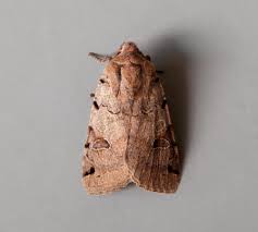 Attēlu rezultāti vaicājumam “Agrochola litura”