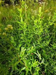 Attēlu rezultāti vaicājumam “Galium boreale leaf”