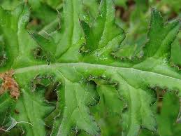 Attēlu rezultāti vaicājumam “Cirsium palustre flower”