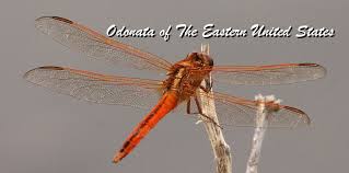 Attēlu rezultāti vaicājumam “Odonata”