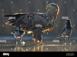 Attēlu rezultāti vaicājumam “Haliaeetus albicilla adult”