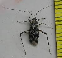 Attēlu rezultāti vaicājumam “Phytocoris tiliae”