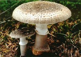 Attēlu rezultāti vaicājumam “Amanita excelsa”